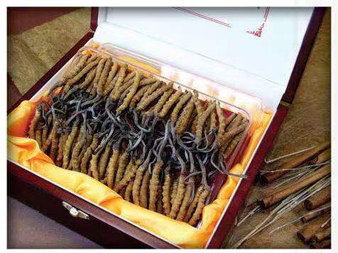 和硕冬虫夏草回收